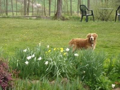 rouky - Golden Retriever Mâle (10 ans)