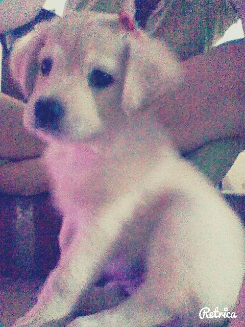 nickky - Golden Retriever (11 mois)