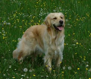 Anis de Kanuméra - Golden Retriever (5 ans)