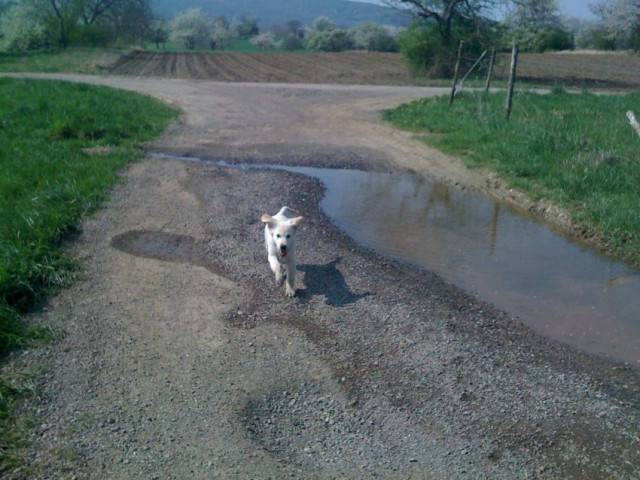 Etel - Golden Retriever (5 mois)