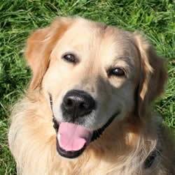 Maya - Golden Retriever (3 ans)