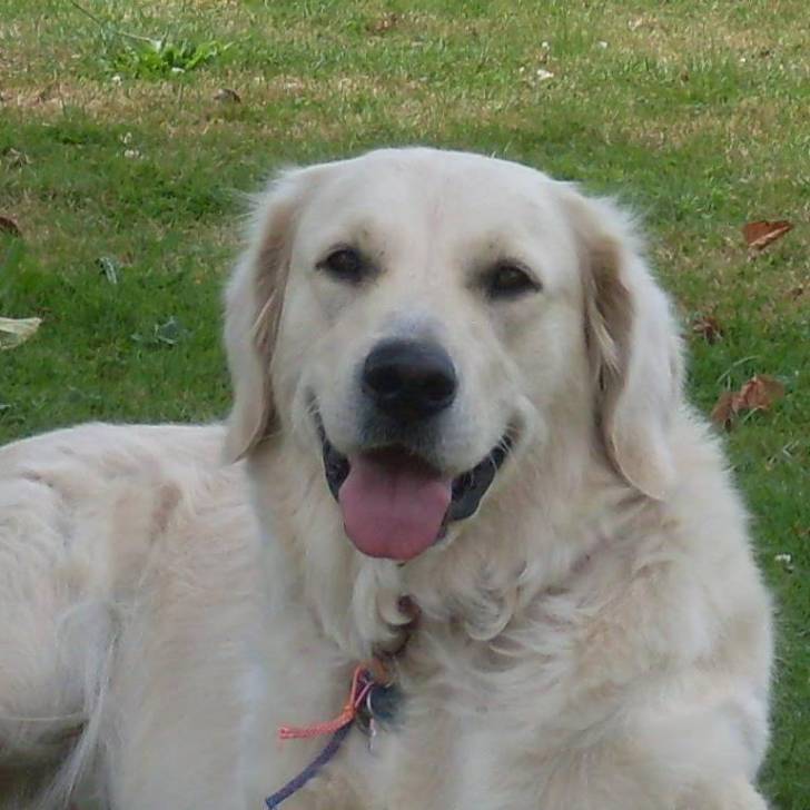 saskia - Golden Retriever (5 ans)