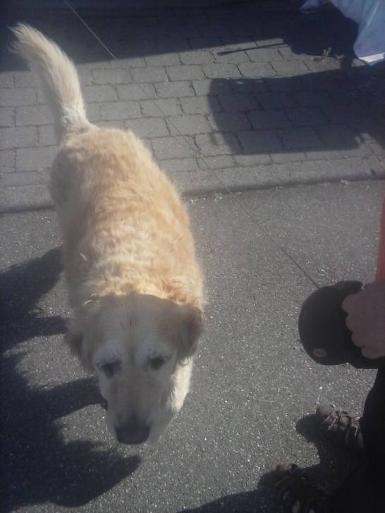 Bessy - Golden Retriever (Autre)