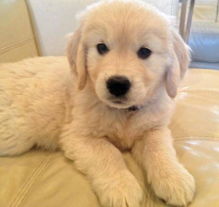 Ace - Golden Retriever Mâle (2 mois)