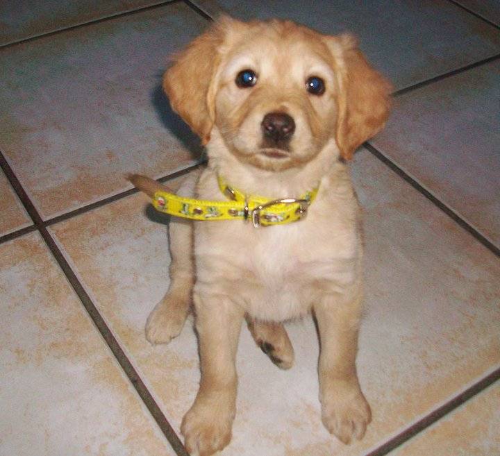 Luiguita - Golden Retriever (3 mois)