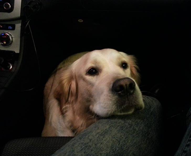 Nela - Golden Retriever (3 ans)