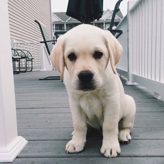Pro1 - Golden Retriever
