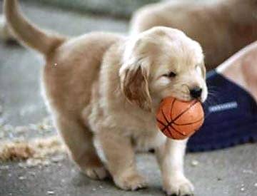 pouki - Golden Retriever Mâle (2 mois)