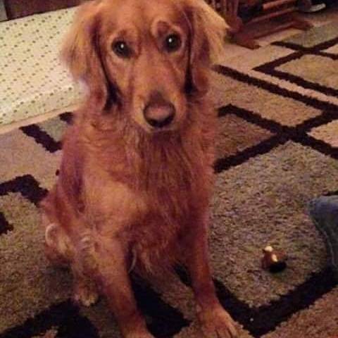 lady - Golden Retriever (3 ans)