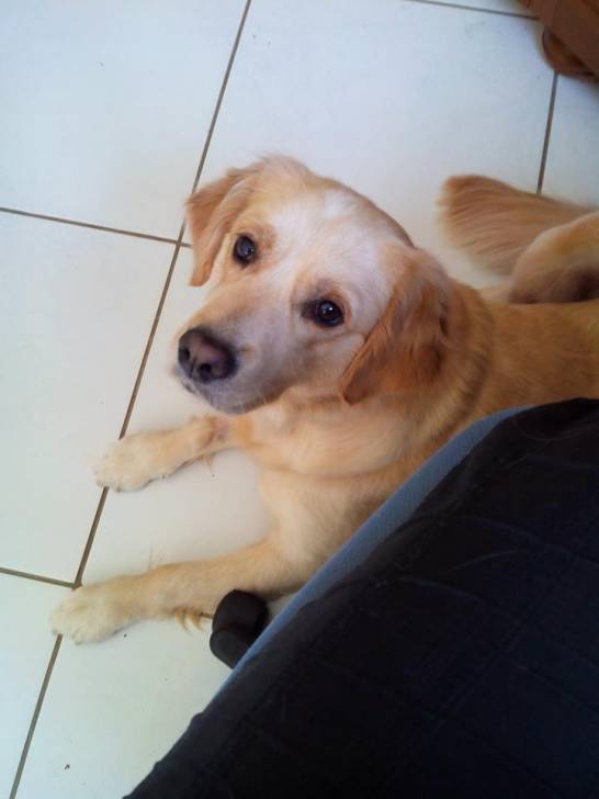 Cristal - Golden Retriever (4 ans)