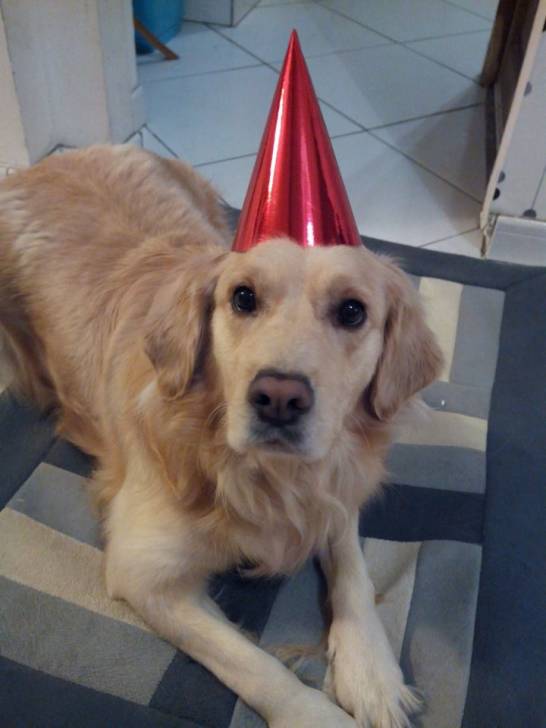 Cristal - Golden Retriever (4 ans)