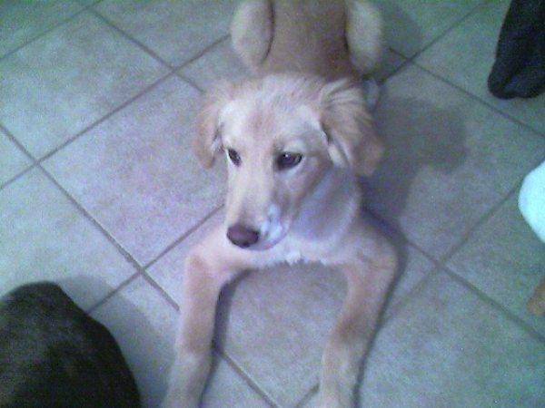 Alaska - Golden Retriever (3 ans)