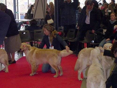 Golden Retriever - Golden Retriever