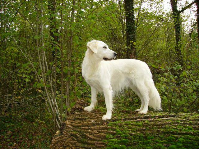 Golden retriever Rimelle - Golden Retriever