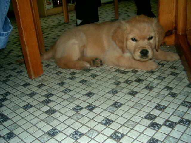 golden retriever, cheyenne - Golden Retriever