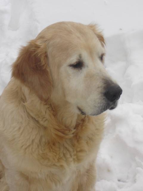 golden retriever - Golden Retriever