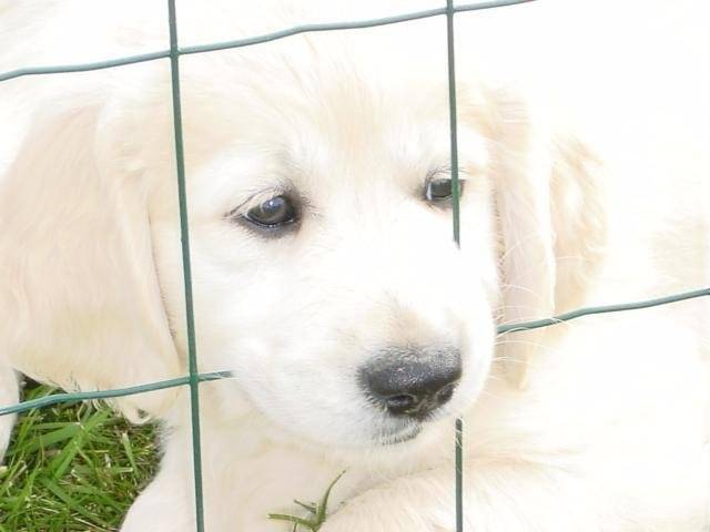 golden retriever bexy - Golden Retriever