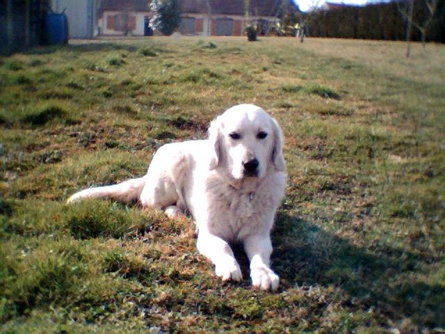 aka golden retriever - Golden Retriever
