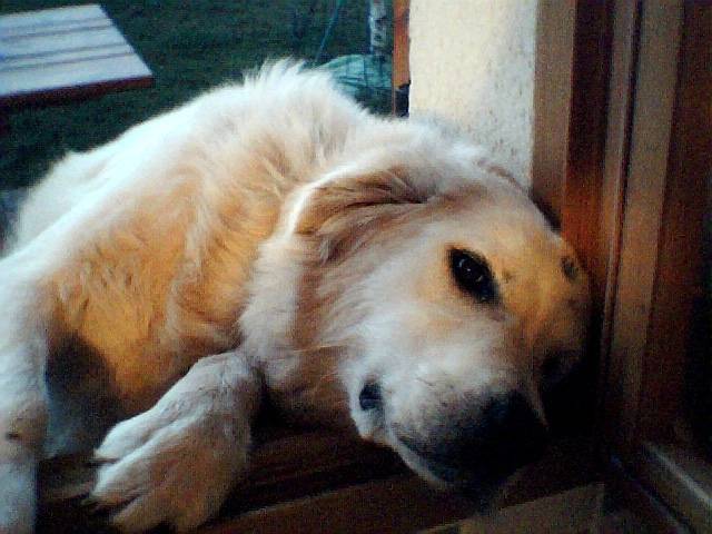 aka golden retriever - Golden Retriever
