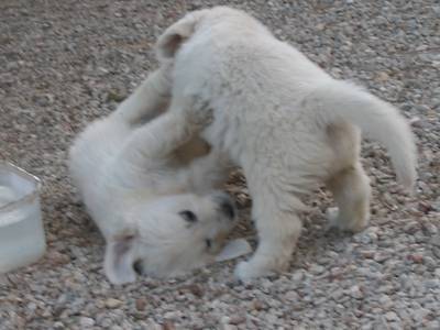 golden retriever - Golden Retriever