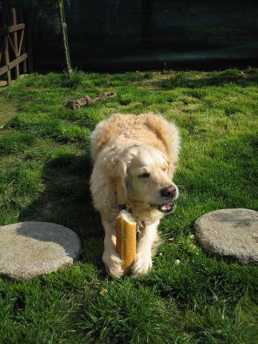 golden retriever betsy - Golden Retriever
