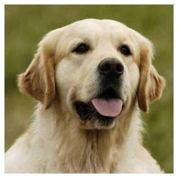golden retriever - Golden Retriever