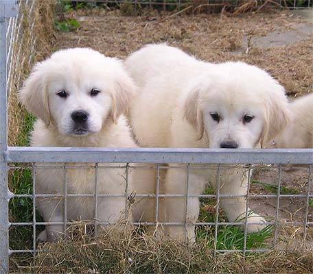 golden retriever - Golden Retriever
