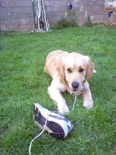 luky golden retriever - Golden Retriever