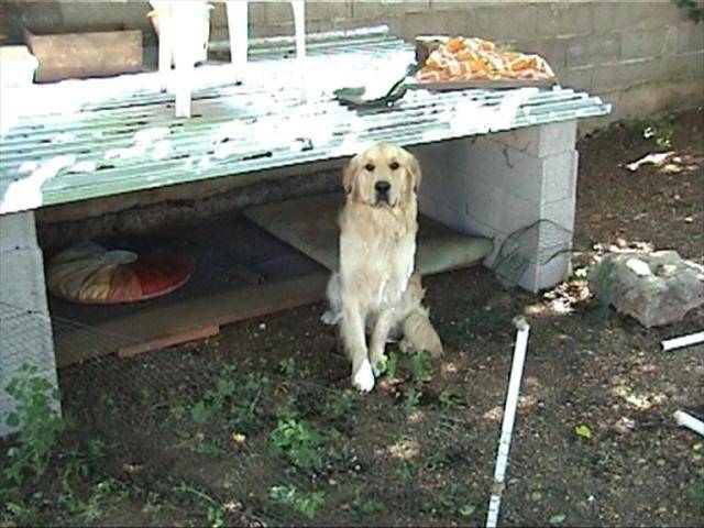 luky golden retriever - Golden Retriever