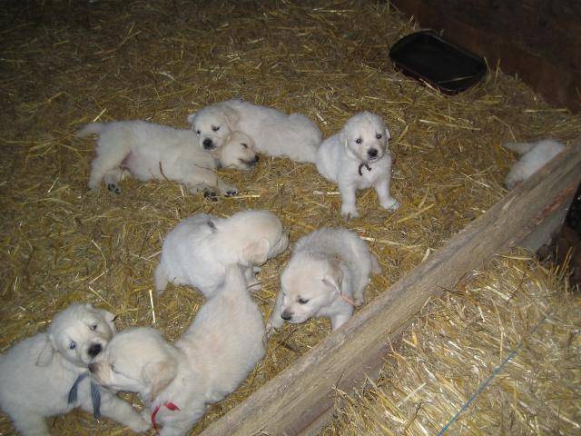 golden retriever - Golden Retriever