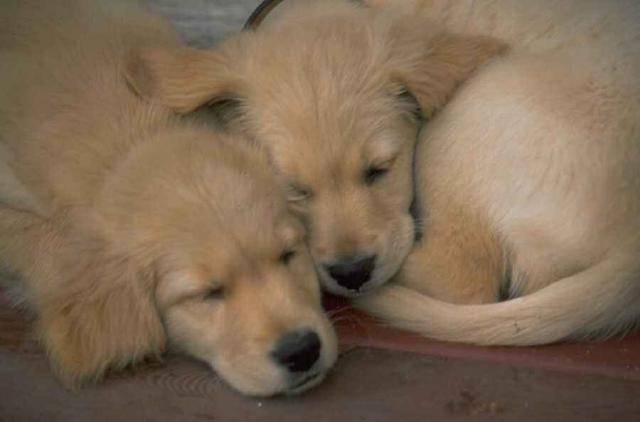 golden retriever - Golden Retriever