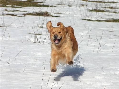golden retriever - Golden Retriever