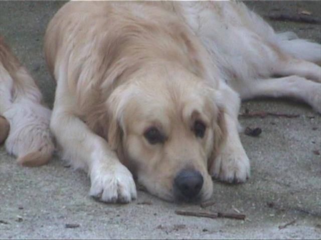 golden retriever - Golden Retriever