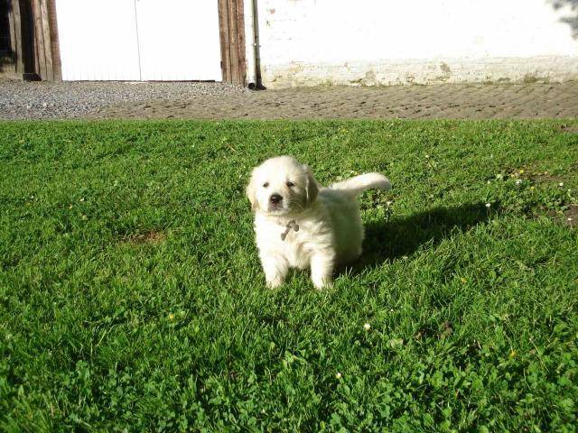 golden retriever - Golden Retriever