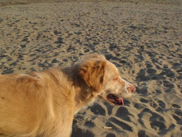 Saphire - Golden Retriever (2 ans)