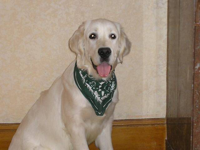 golden retriever vasco - Golden Retriever