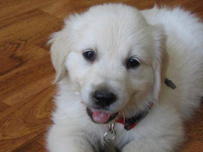 golden retriever - Golden Retriever