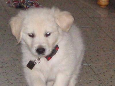 golden retriever - Golden Retriever