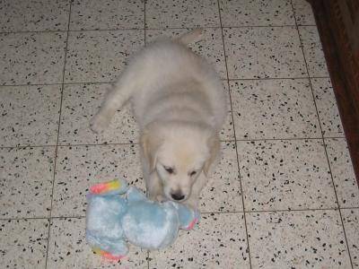 golden retriever - Golden Retriever