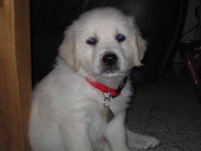 golden retriever - Golden Retriever