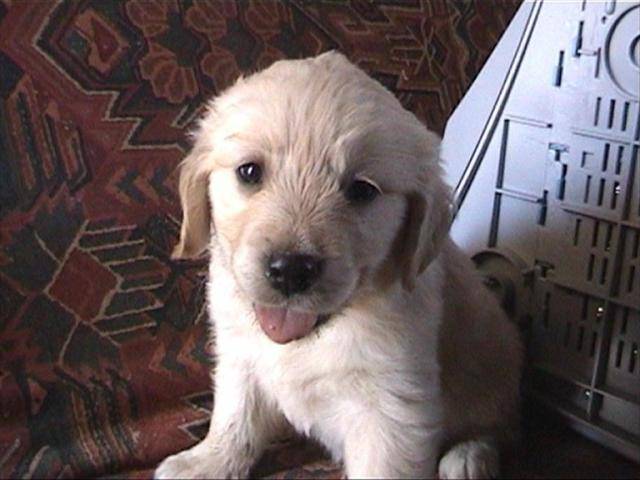 golden retriever/bébé de luky et théa - Golden Retriever