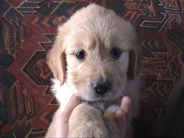 golden retriever/bébé de luky et théa - Golden Retriever