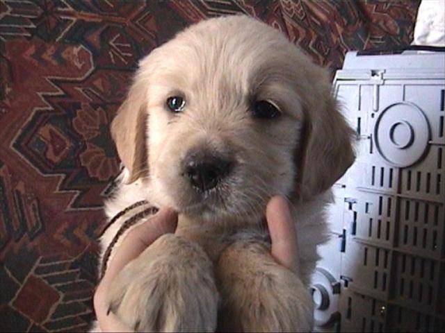 golden retriever/bébé de luky et théa - Golden Retriever