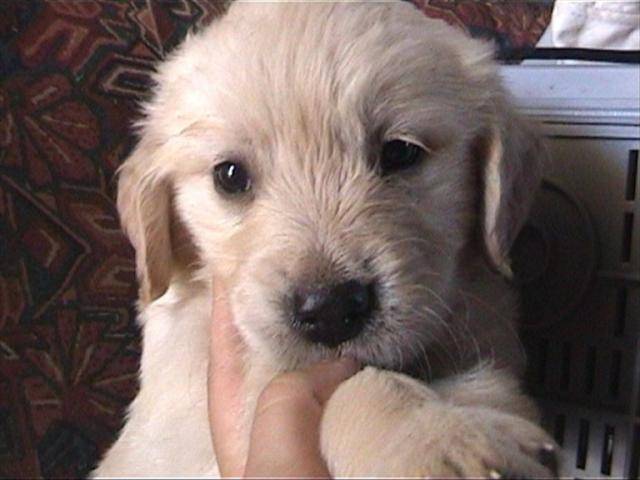 golden retriever/bébé de luky et théa - Golden Retriever