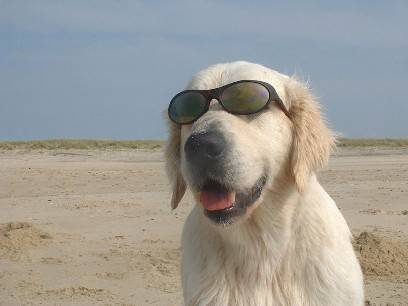 golden retriever - Golden Retriever