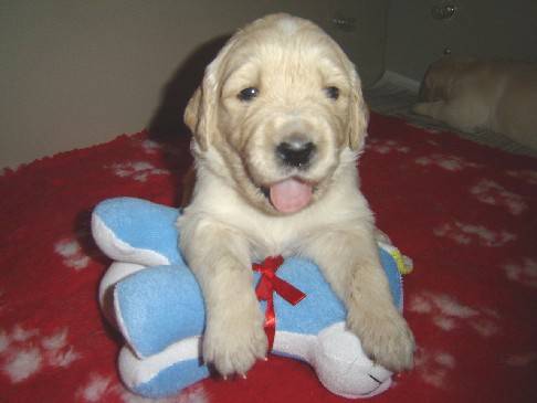golden retriever - Golden Retriever