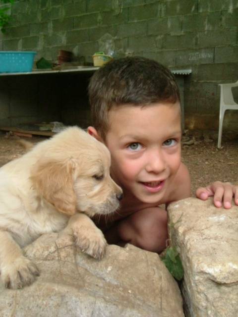 golden retriever/bébé de luky et théa - Golden Retriever