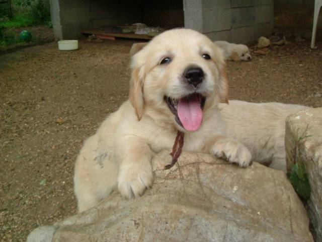 golden retriever/bébé de luky et théa - Golden Retriever