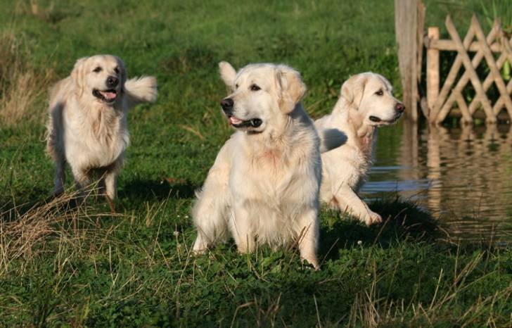 B-Dow , Ousef et Boudha - Golden Retriever Mâle