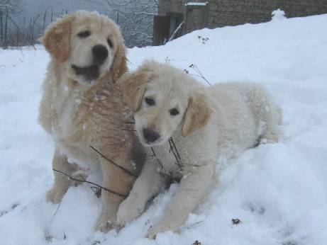 golden retriever - Golden Retriever